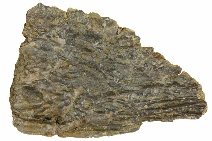 Permian Amphibian (Eryops) Fossil Skull Section - Texas #153728